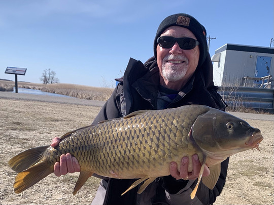 Common Carp
