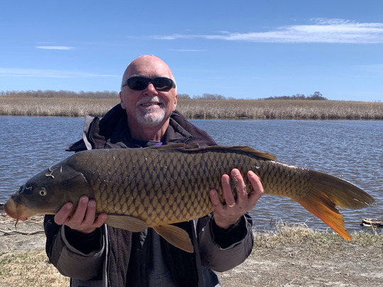 Common Carp