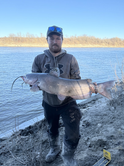 Channel Catfish