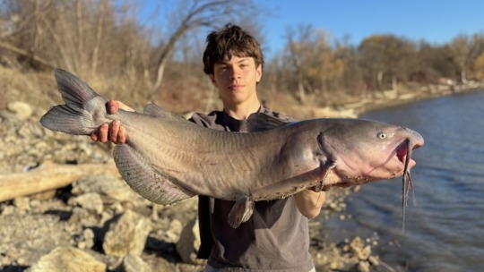 Channel Catfish