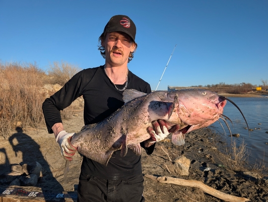 Channel Catfish
