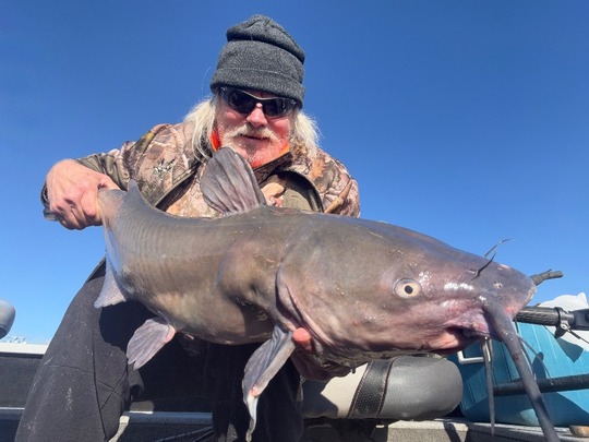 Channel Catfish