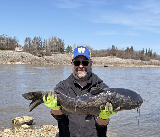 Channel Catfish