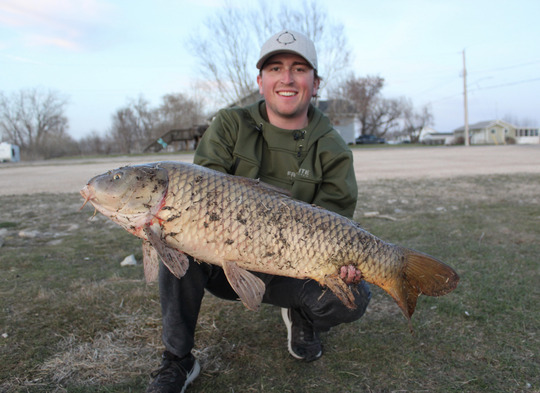 Common Carp
