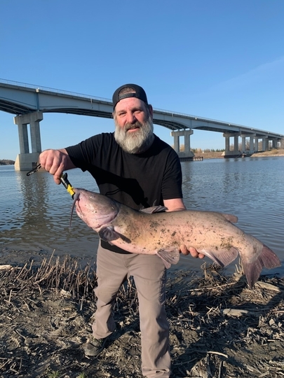 Channel Catfish