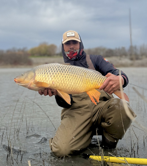 Common Carp
