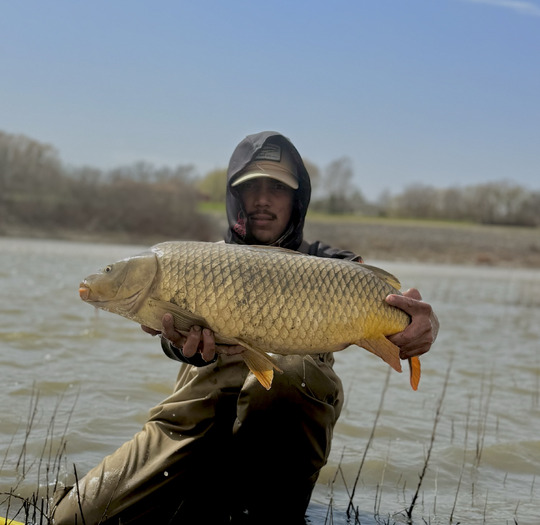 Common Carp