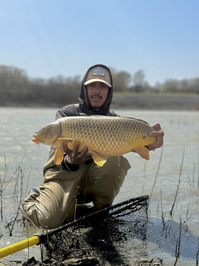 Common Carp