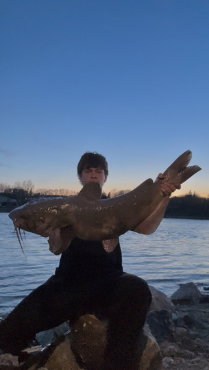 Channel Catfish