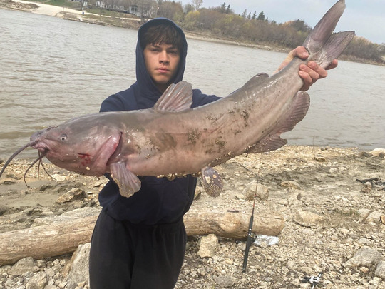 Channel Catfish