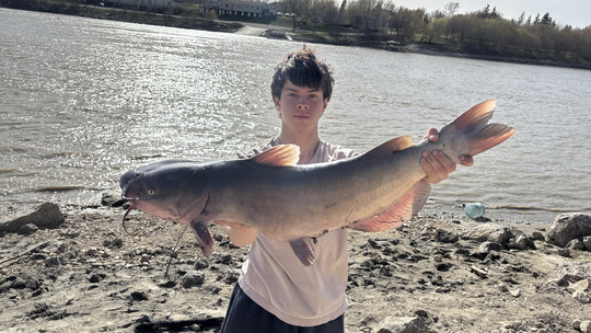 Channel Catfish