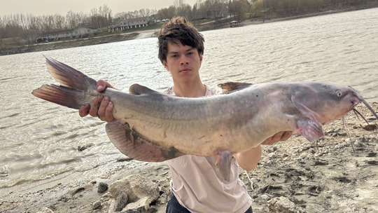 Channel Catfish