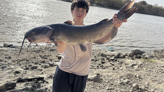 Channel Catfish
