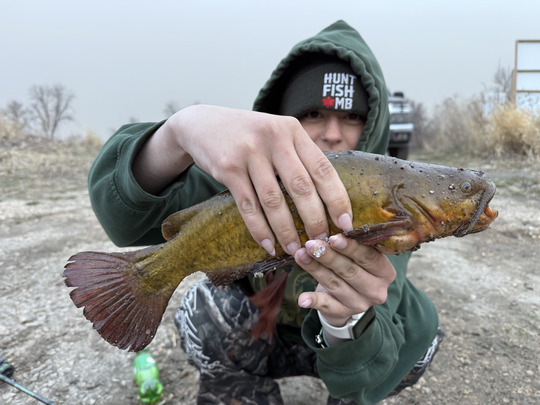 Bullhead