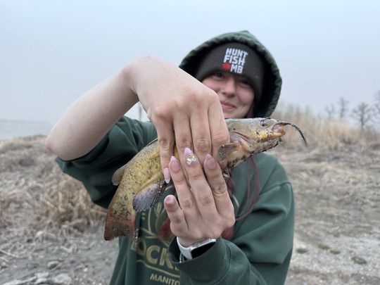 Bullhead