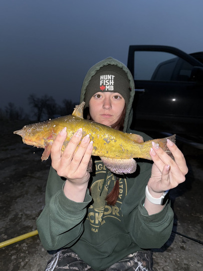 Bullhead