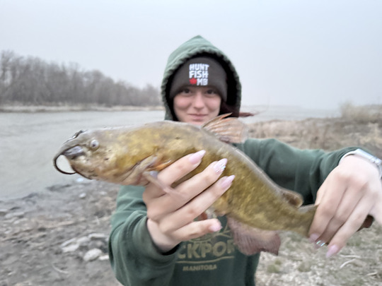 Bullhead
