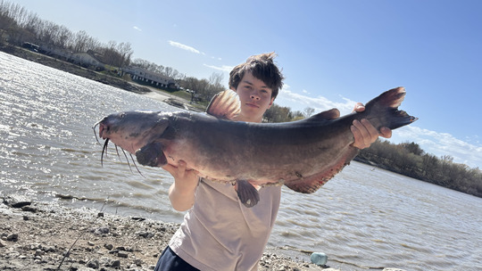 Channel Catfish