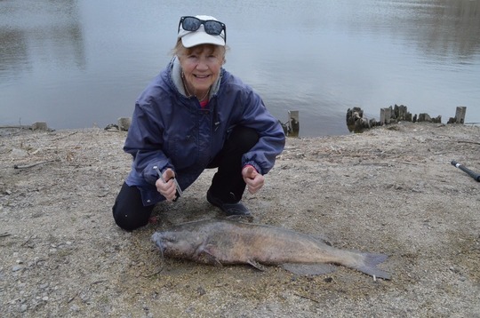 Channel Catfish