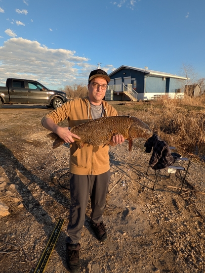 Common Carp