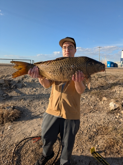 Common Carp