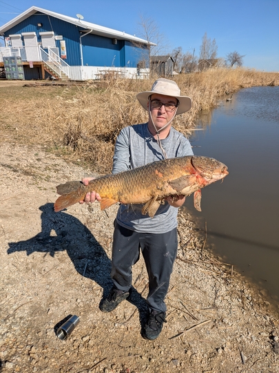 Common Carp