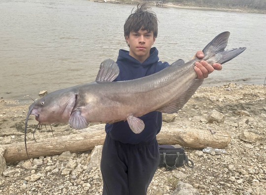 Channel Catfish