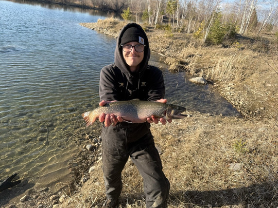 Brook Trout