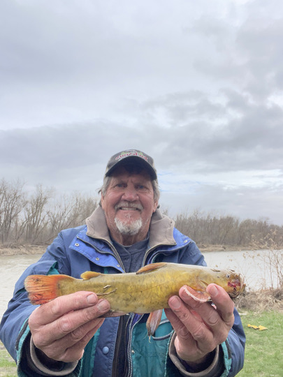 Bullhead