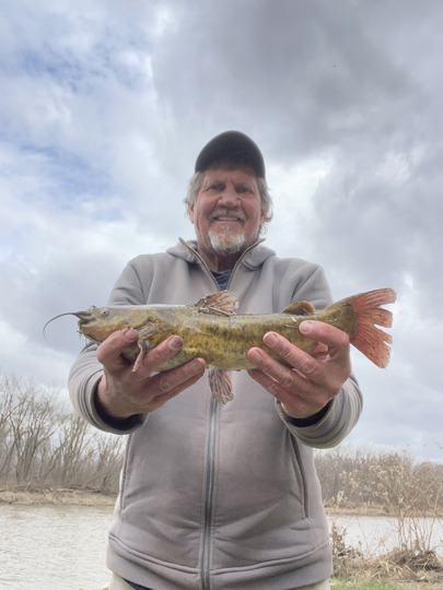 Bullhead
