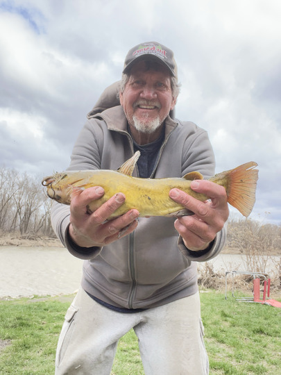 Bullhead
