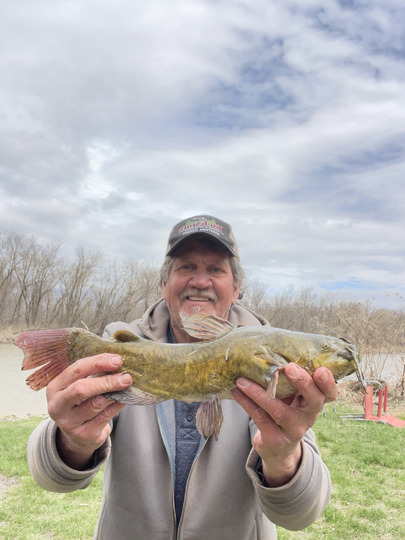 Bullhead
