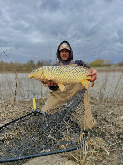 Common Carp