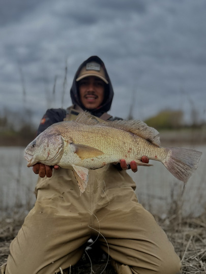 Freshwater Drum
