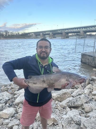 Channel Catfish