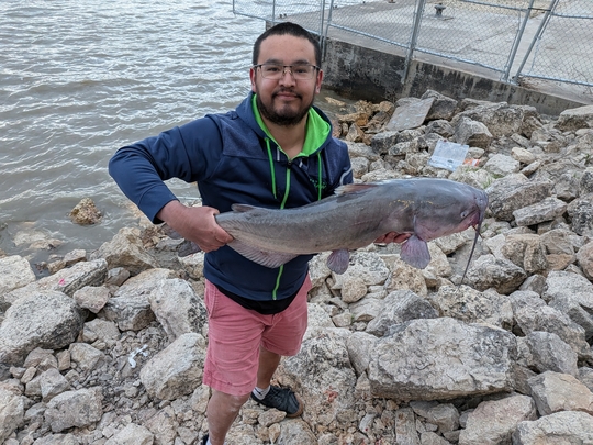 Channel Catfish