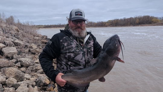 Channel Catfish