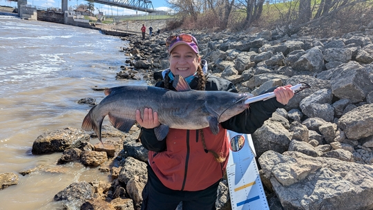 Channel Catfish