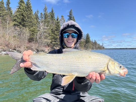 Lake Whitefish