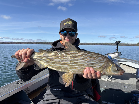 Lake Whitefish