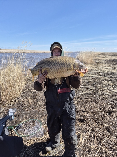 Common Carp