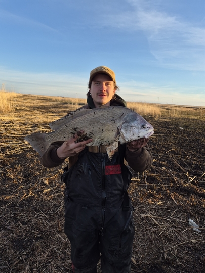 Freshwater Drum