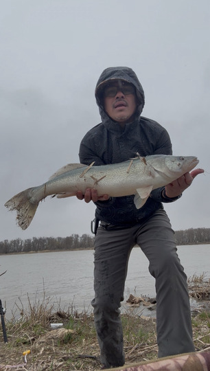 Walleye