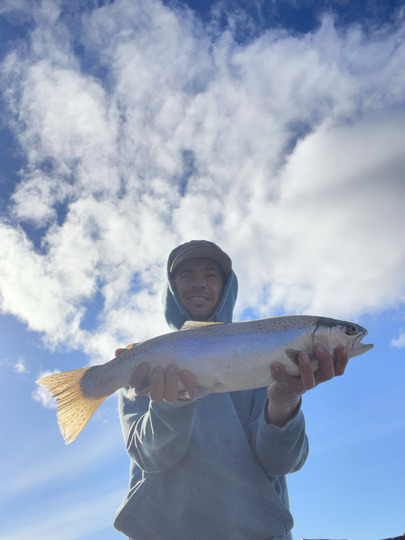 Rainbow Trout