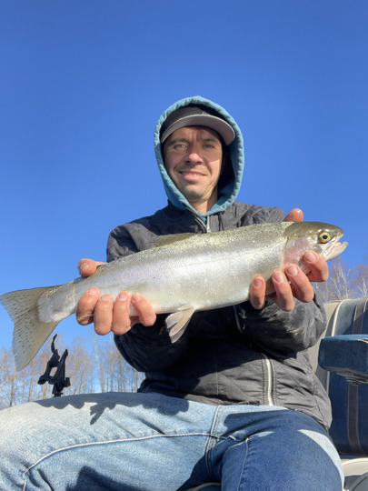 Rainbow Trout