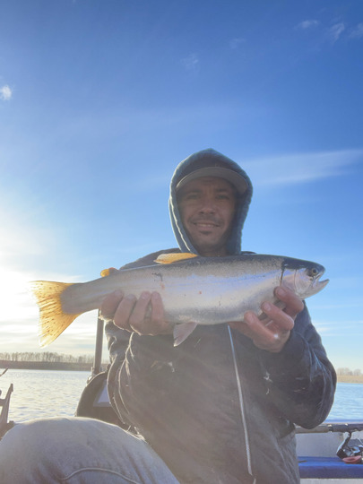 Rainbow Trout