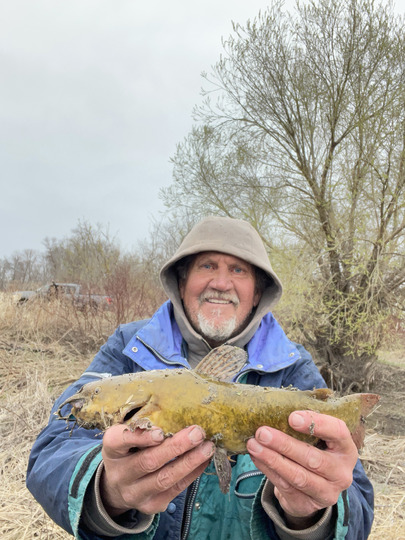 Bullhead