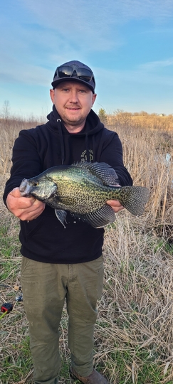 Black Crappie