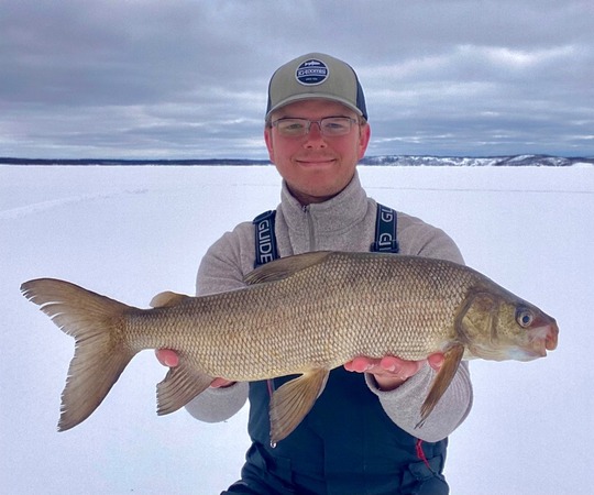 Lake Whitefish