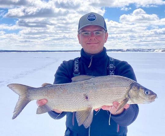 Lake Whitefish